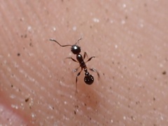 Temnothorax pergandei