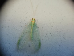 Chrysopa quadripunctata