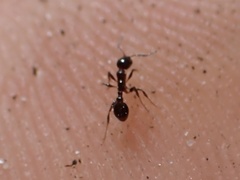 Temnothorax pergandei