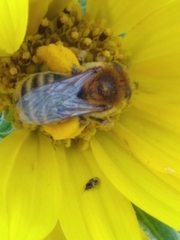 Anthophila