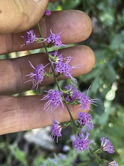Liatris gracilis