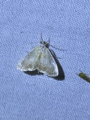 Glaphyria glaphyralis