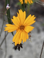 Coreopsis auriculata