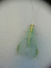 Chrysopa quadripunctata