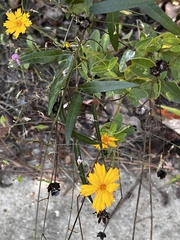 Coreopsis auriculata
