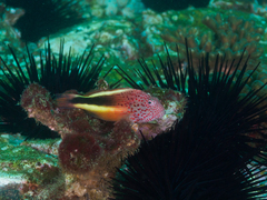 Paracirrhites forsteri