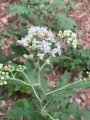 Parthenium integrifolium