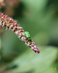 Diabrotica balteata