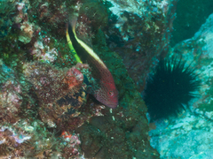 Paracirrhites forsteri