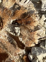 Arctomecon californica