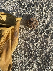 Arctomecon californica