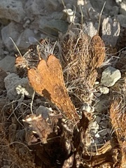 Arctomecon californica
