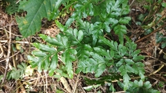 Pteris ensiformis