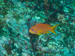 Pseudanthias squamipinnis