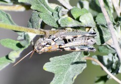 Agroecotettix modestus