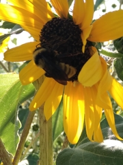 Bombus pensylvanicus