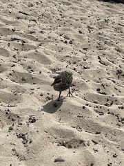 Gallirallus philippensis