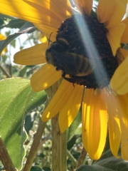 Bombus pensylvanicus