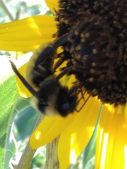 Bombus pensylvanicus