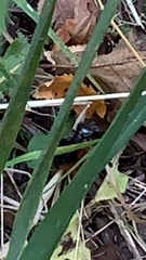 Carabina