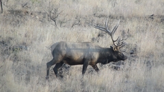 Cervus canadensis canadensis