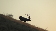 Cervus canadensis canadensis