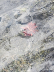 Heterocentrotus mamillatus