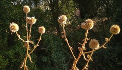 Echinops exaltatus