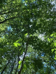 Magnolia macrophylla