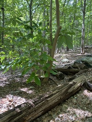 Magnolia macrophylla