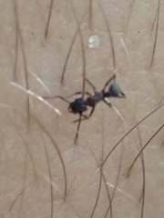 Cyphomyrmex rimosus