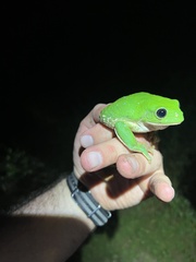 Agalychnis dacnicolor