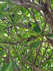 Dendrocitta formosae formosae