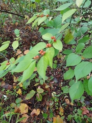 Lonicera
