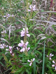 Physostegia virginiana