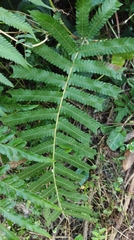 Christella acuminata