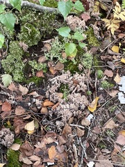 Clavulina cinerea