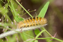 Pygarctia roseicapitis