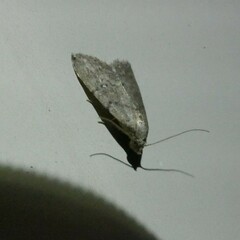 Tolpiodes oligolasia