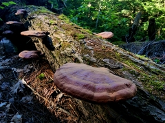 Ganoderma tsugae