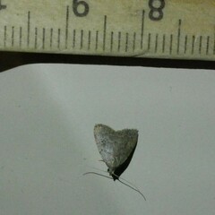 Tolpiodes oligolasia