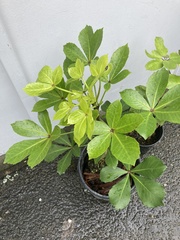 Pseudopanax lessonii