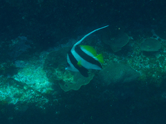 Heniochus acuminatus