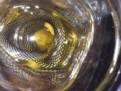 Drymobius margaritiferus