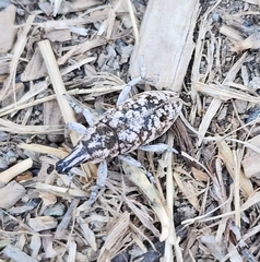 Cyphocleonus achates