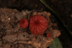 Marasmius haematocephalus