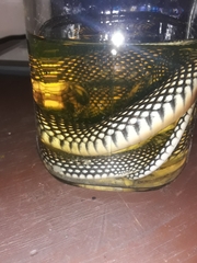 Drymobius margaritiferus