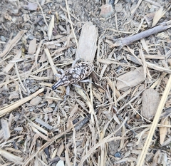 Cyphocleonus achates