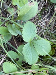 Fragaria vesca