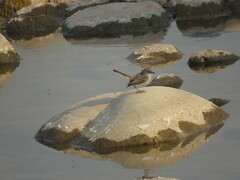 Serpophaga nigricans